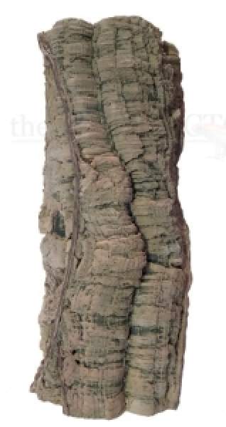 Liana tree trunk
